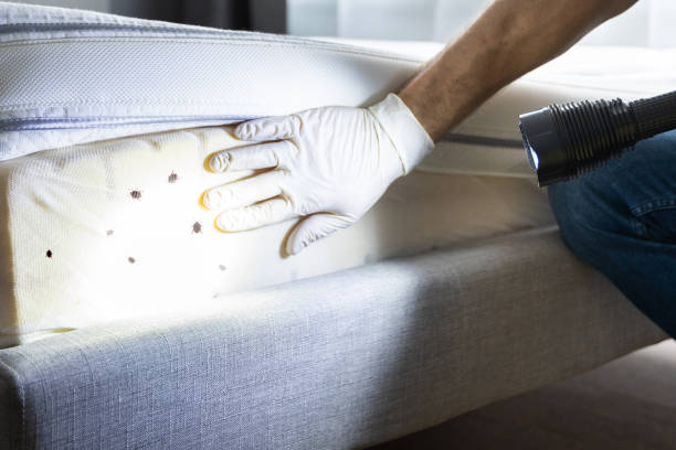 Best Flea Control Services  in Stony Prairie, OH
