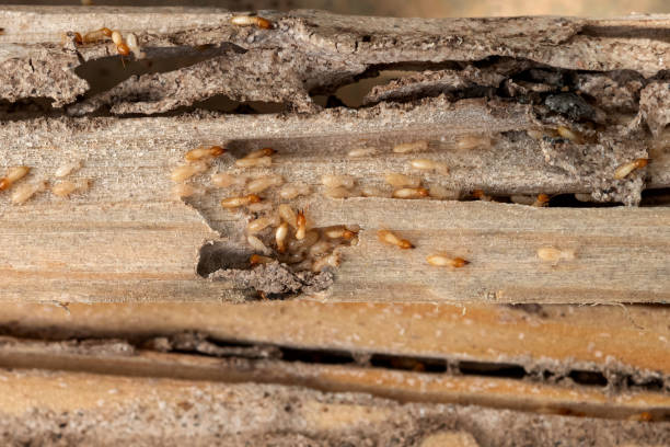 Spider Control Near Me in Stony Prairie, OH